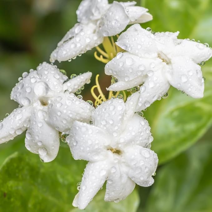 Jasmine Plant, Fragrant Jasmine Flower Vine 4-8 Inches Well Rooted for Container, Hanging Basket Growing (Maid of Orleans)