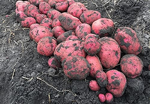 Simply Seed™ - 5 Lb Seed Potatoes Non GMO Red Pontiacs and German Butterballs