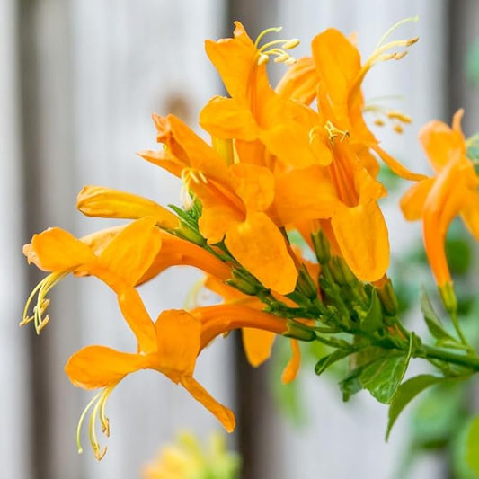 2 Mix Honeysuckle Plants Live, Fragrant Honeysuckle Climbing Vine for Garden, Trellis, or Fence, Starter Plugs 4-8 Inch (Yellow Orange Blooms)