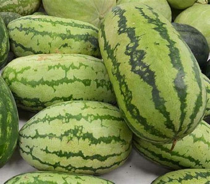 Jubilee Watermelon Seeds, 25 Count COOL BEANS N SPROUTS Brand. Heirloom. Non-GMO. Home Gardening.