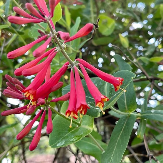 2 Mix Honeysuckle Plants Live, Fragrant Honeysuckle Climbing Vine for Garden, Trellis, or Fence, Starter Plugs 4-8 Inch (Red Blooms)