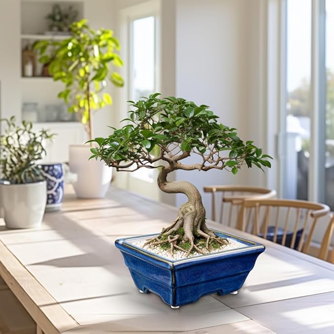 Bonsai Pots Shallow Succulent Planters for Live Bonsai Trees Set of 2, 6.3" Ceramic Pot for Succulents Indoor with Drainage Hole, Outdoor Cactus Plant Bonsai Pot, Ceramic Flower Pot