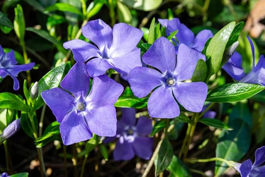 Purple Periwinkle Plants for Planting - Healthy Rootstock, Wildflower Plants, Not Seeds (5 Plants)