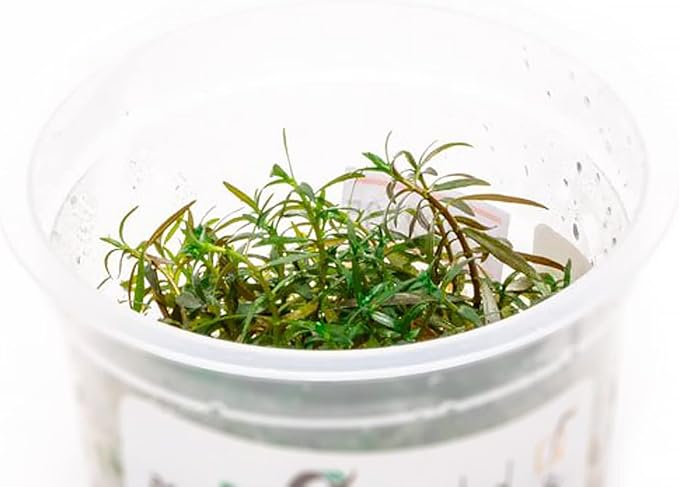 SubstrateSource Live Plant - Ludwigia Inclinata Crystal Tissue Culture Aquatic Live Aquarium Plant - 100% Snail Free in Vitro Cup (Ludwigia Crystal)