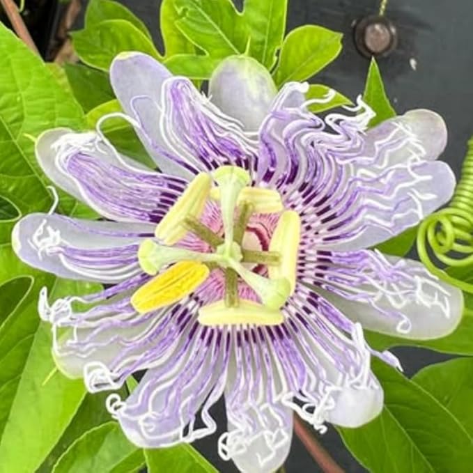 Passion Flower Plant Live, 5 to 8 Inch Tall Passiflora Vine, Fragrant Climbing Plant for Garden or Trellis, No Pot, Well-Rooted (Light Purple Passion Flower)