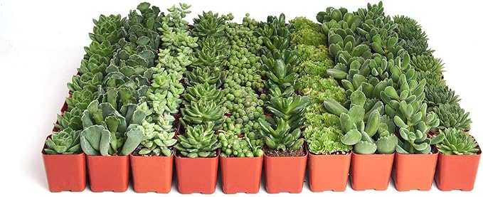 Shop Succulents | Verde Collection | Assortment of Hand Selected, Fully Rooted Live Indoor Green Succulent Plants, 40-Pack