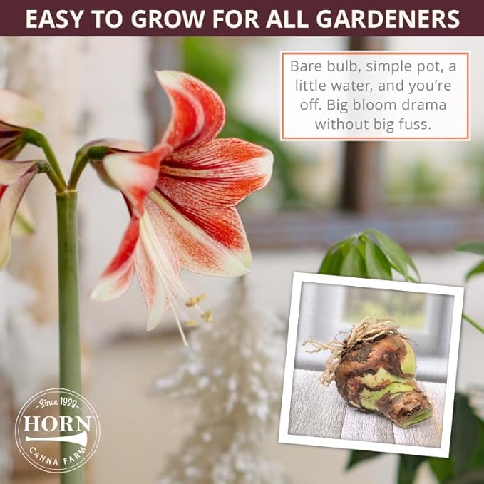 Aquaro Double Amaryllis Bulb by Horn Canna Farm | Large Indoor Holiday Flower Bulb | White Double Blooms with Pink Streaked Petals