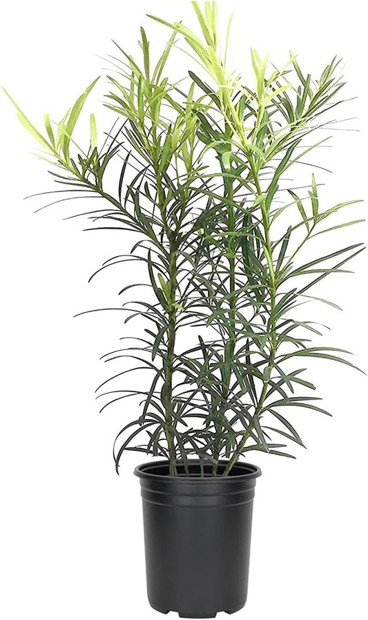 Podocarpus Japanese Yew | 1 Live 4 Inch Plant | Podocarpus Macrophyllus | Evergreen Shrub, Low Maintenance, Drought Tolerant, Privacy Screen Landscaping, Fast Growing, Ornamental Foliage