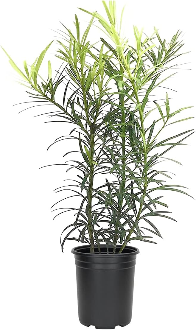 Podocarpus Japanese Yew | 5 Live 4 Inch Plants | Podocarpus Macrophyllus | Evergreen Shrub, Low Maintenance, Drought Tolerant, Privacy Screen Landscaping, Fast Growing, Ornamental Foliage