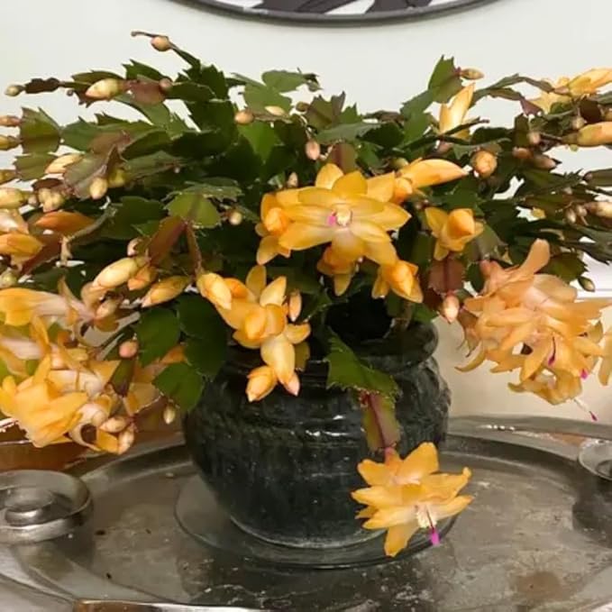 2 Yellow Christmas Cactus Plants Live, True Thanksgiving Cactus Live Size 6-9" Inches Tall, Ready to Blooms, Holiday Houseplant, Cold Hardy, Bloom in Winter
