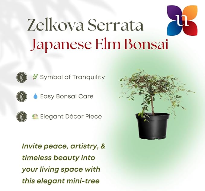 United Nursery Zelkova Serrata Small Bonsai – 6-Inch Grower Pot – 10–12” Tall – Japanese Elm Bonsai Tree with Elegant Tapered Trunk – Low-Maintenance Indoor or Patio Plant