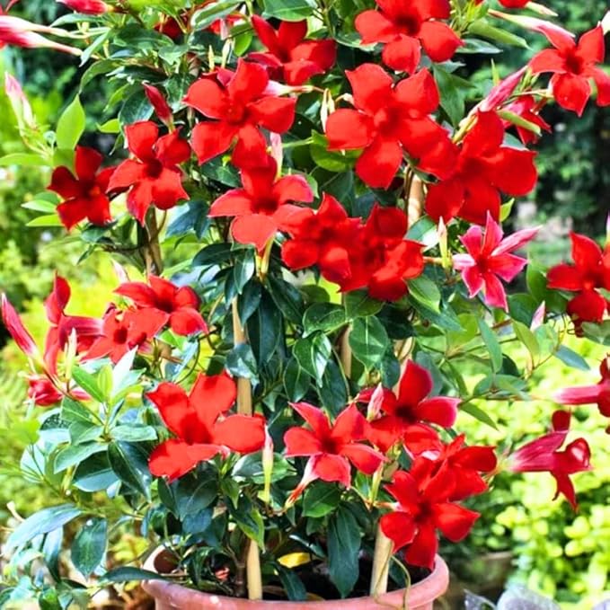 3 Red Mandevilla Plants Live, 5-10” Tall Flowering Mandevilla Vines for Trellis, Outdoor Patio, Garden Pots, Trailing Mandevilla Seedlings