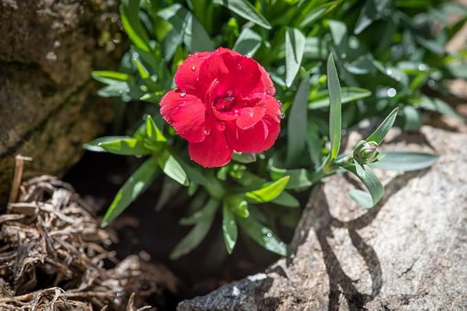 Greenwood Nursery: Live Perennial Plants - Frosty Fire + Dianthus Allwoodii - [Qty: 1x Pint Pot] - (Click for Other Available Plants/Quantities)
