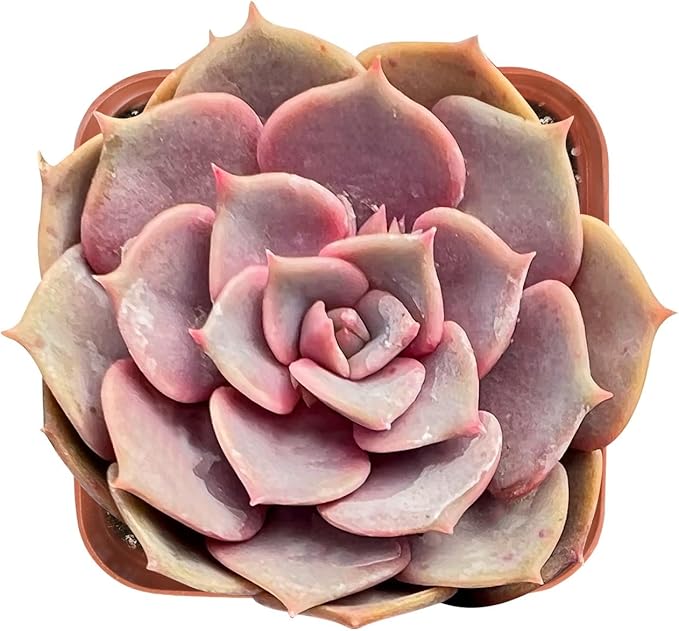 Sprout N Green Echeveria Pink Butterfly, Rare Live Succulent Plant Fully Rooted in 2" Planter with Soil, Home Office Indoor Outdoor Wedding Decoration DIY Projects Party Favor