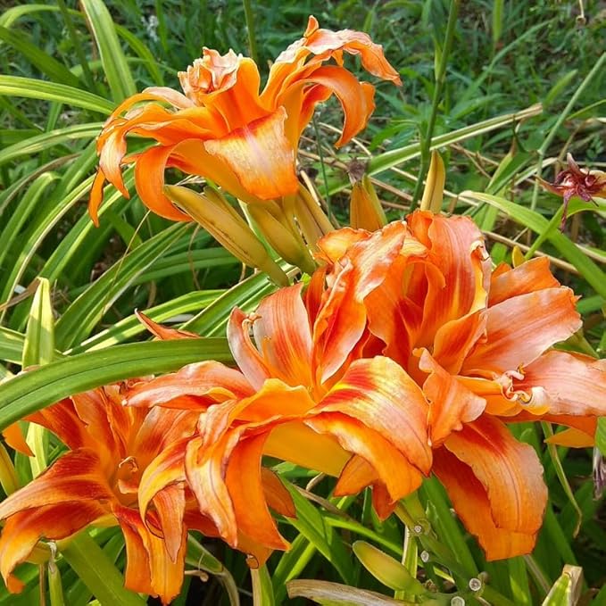 3 Double Orange Daylily Bulbs for Planting, Reblooming Daylilies Roots, Hardy Perennial Flowers Bulbs, Gardens and Borders Planting