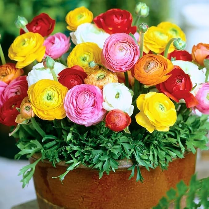 25 Ranunculus Bulbs for Fall Planting, Perennial Flowers Bulbs for Gardens, Vibrant Peony Buttercup Corms for Outdoor Borders (Mix Ranunculus)