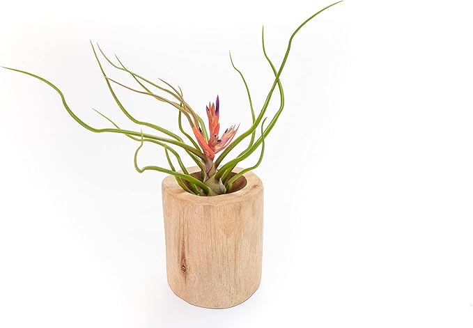 Air Plant Shop 3 Pack Large Bulbosa Belize Air Plants - Succulents - Live Tillandsia - Easy Care Indoor and Outdoor House Plants