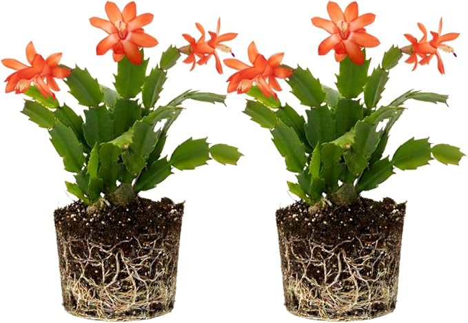 2 Live Salmon Christmas Cactus Plants, Salmon Christmas Cactus Plants Live, 4 to 6 Inch, Bare Root, Perennial Flower Holiday Succulent Plant, No Pot