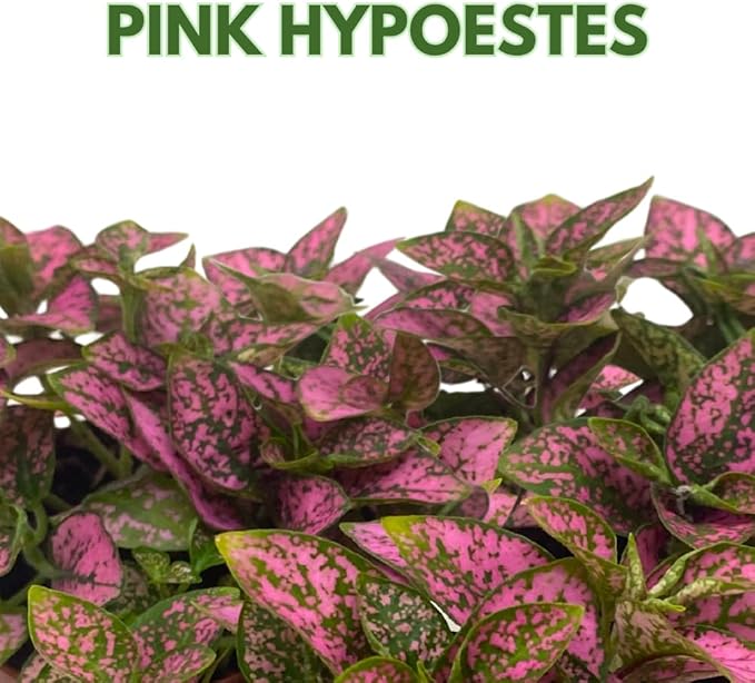 BubbleBlooms Pink Hypoestes phyllostachya 2 inch Set of 3 Flamingo Polka Dot Plant Tiny Mini Pixie Plants