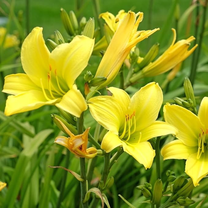 5 Yellow Daylily Bulbs for Planting, Reblooming Daylilies Bulbs, Perennial Flowers Bulbs