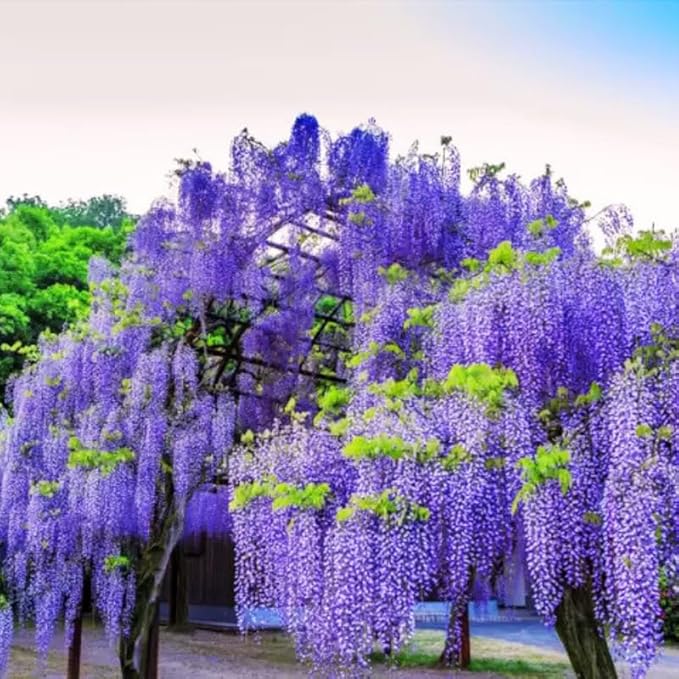 Wisteria Live Plant Seedling Tree in Pot, Dormant, Well-Rooted, 6-12" in Tall, Cold Hardy, Purple Blue Wistera