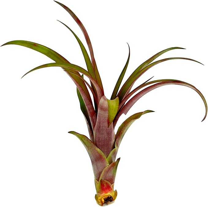 ragnaroc Air Plants - Tillandsia Red Capitata, Large 5-7” - 1ct - Live Arrival Guaranteed - House Plants for Home Decor & Gift