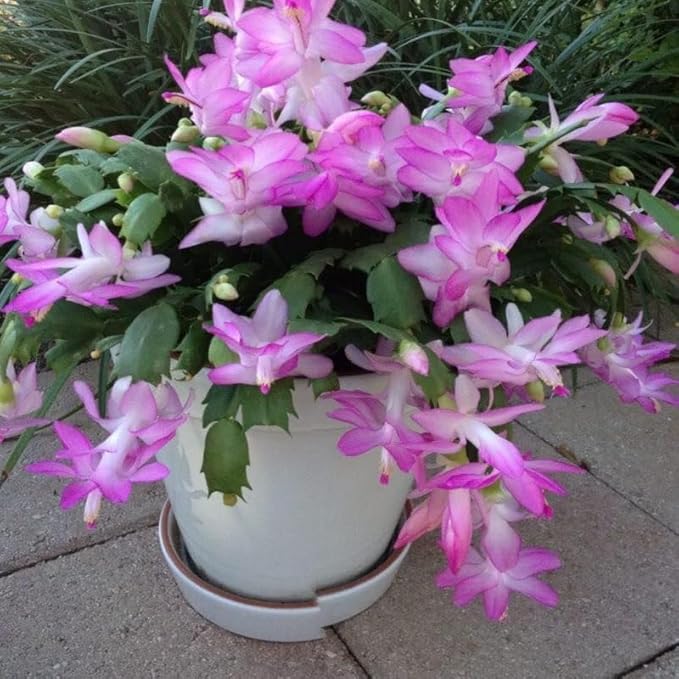 Pink Christmas Cactus Plant, 3-6" Tall Colorful Holiday Cactus Houseplant Easy Care Tropical Flowering Succulent Live Plants, Well Rooted, No Pot