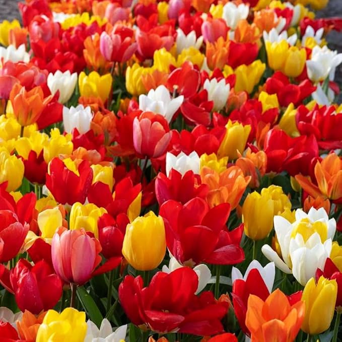 Triumph Tulip 100 Bulbs for Fall Planting Mixed Perennial Hybrids Darwin Changing Colors Emperor Mixture Size 12+ (Emperor Mixture)