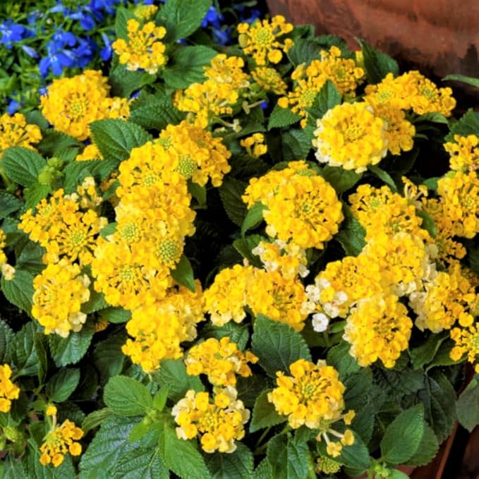 Pack 2 Yellow Lantana Plants Live for Planting Outdoors, 2 to 5 Inch Tall, Live Lantana Plants Well Rooted, Fragrant Flowers