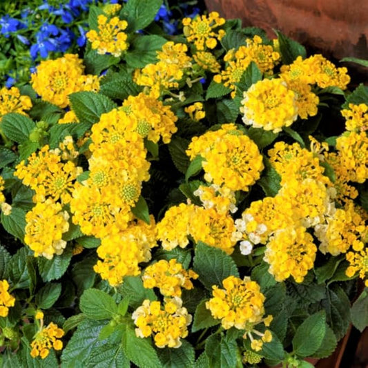 Pack 2 Yellow Lantana Plants Live for Planting Outdoors, 2 to 5 Inch Tall, Live Lantana Plants Well Rooted, Fragrant Flowers