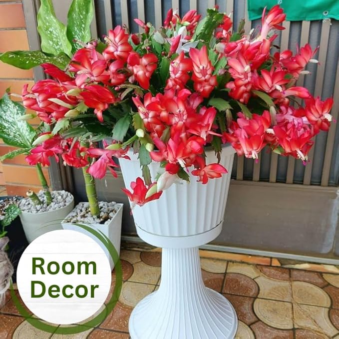 Set 2 Christmas Cactus Plants Live, Hanging Baskets Houseplants, Holiday Cactus Indoor Plants Live Well-Rooted 4-9" Tall, No Pot (Red)