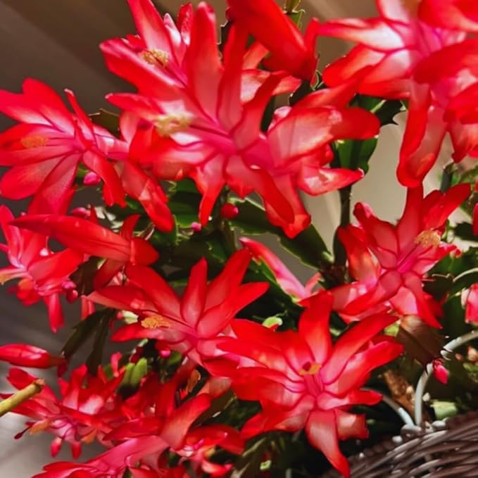 Christmas Cactus Plant Live, Holiday Cactus Live Plant, Hanging Baskets Houseplants, 4 Inc Potted (Red)