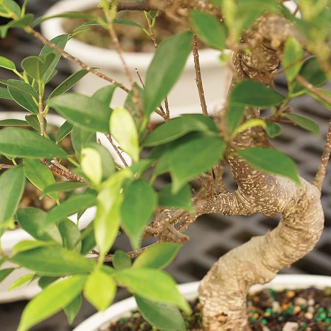 Brussel's Bonsai Live Golden Gate Ficus Indoor Bonsai Tree - Medium, 7 Years, 8 to 16 In - Live Bonsai Tree in Ceramic Bonsai Pot and Humidity Tray