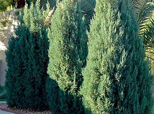 Blue Point Juniper - 20 Live Trees - Juniperus Chinensis - Evergreen Screening Plant