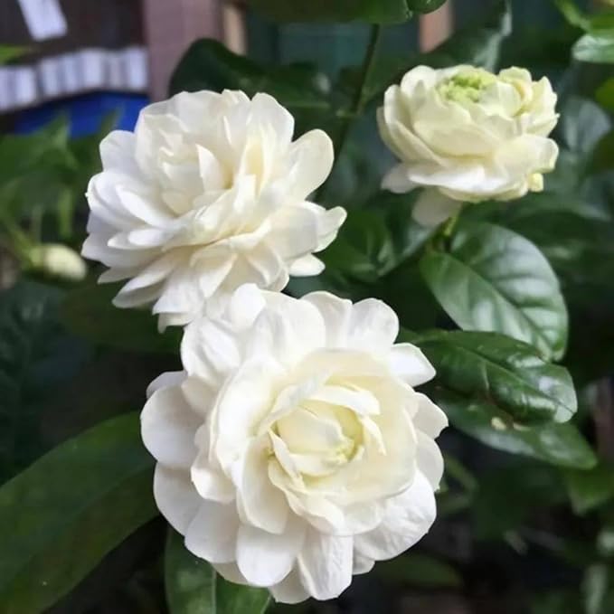 3 Grand Duke of Tuscany Jasmine Plants Live, 5 to 8 Inches Tall, Arabian Jasmine Vine Plant for Gardening and Outdoor Patio