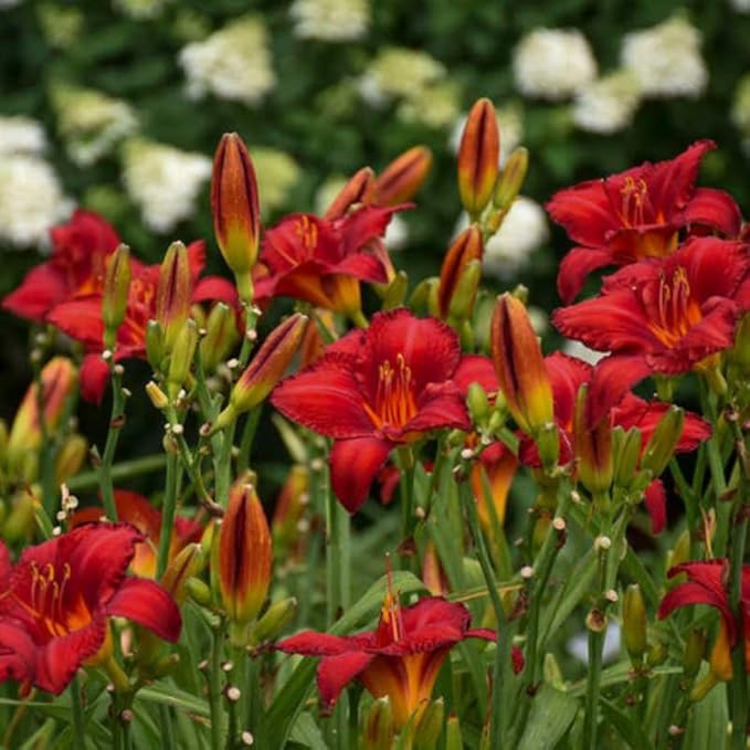 3 Red Daylily Bulbs for Planting, Reblooming Daylilies Roots, Hardy Perennial Flowers Bulbs, Gardens and Borders Planting