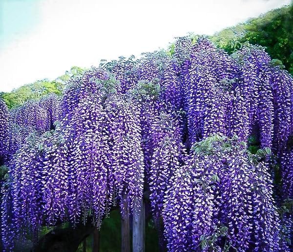 5 Blue Flowering Chinese Wisteria Vines - 6-12" Tall Live Plants - Wisteria Seedlings - Wisteria sinensis - (5 Pack)