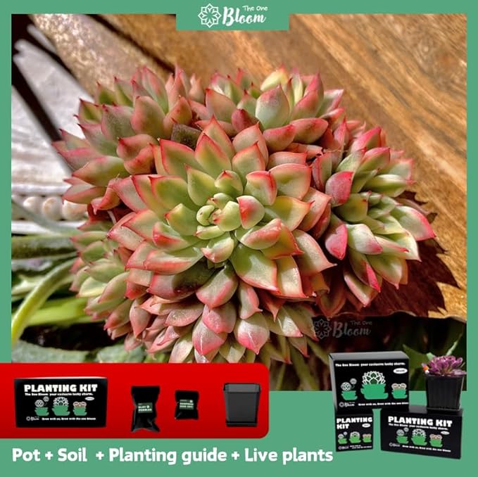 Echeveria Mebina Variegata Succulent Plants Live – Rare Variegated Succulent, Easy Care Bare Root Plant for Indoor Outdoor Home Decor