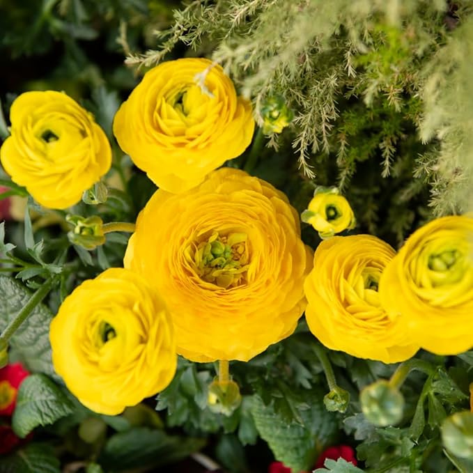 30 Ranunculus Bulbs for Fall Planting, Butterfly Ranunculus Corms, Peony Ranunculus Flower Bulbs for Garden, Vibrant Blooms in Spring (Yellow Ranunculus)