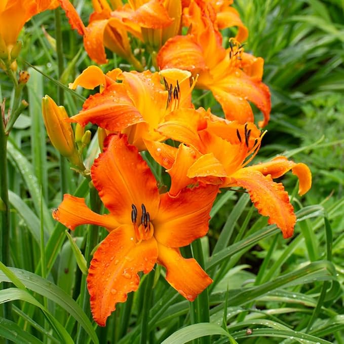 3 Wild Daylily Bulbs for Planting, Reblooming Daylilies Bulbs, Perennial Flowers Bulbs