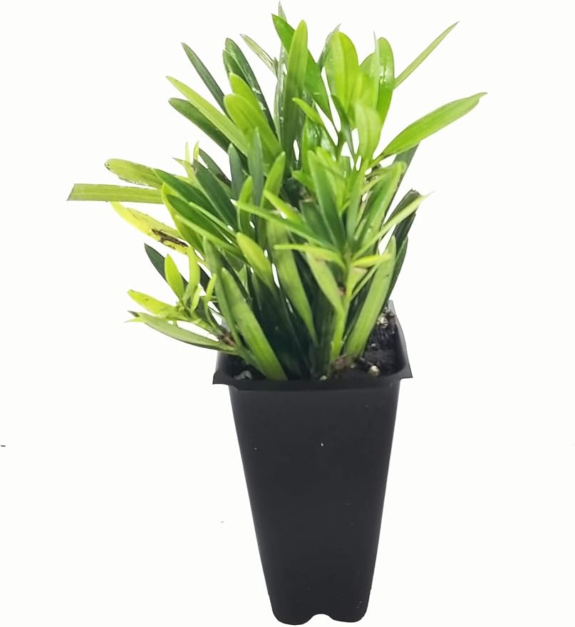 Dwarf Podocarpus Macrophyllus Pringles - 20 Live Plants - Dense Evergreen Low Hedge or Bonsai