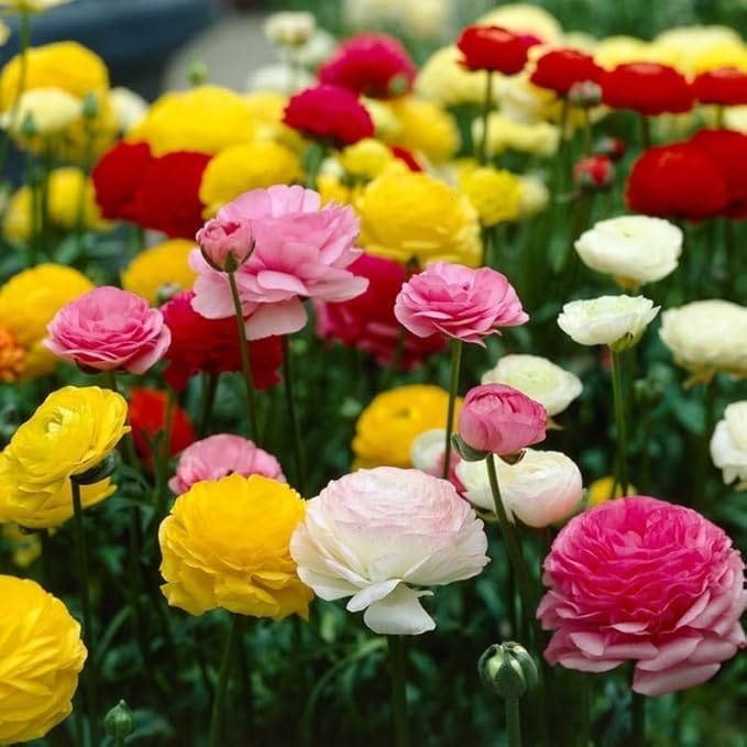25 Ranunculus Bulbs for Fall Planting, Perennial Flowers Bulbs for Gardens, Vibrant Peony Buttercup Corms for Outdoor Borders (Mix Ranunculus)