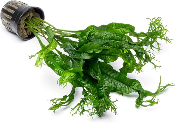 SubstrateSource Java Fern Live Aquarium Plants - Potted Freshwater Plant for Fish Tanks - Beginner Friendly, Low Light (Windelov, 3 Pots)