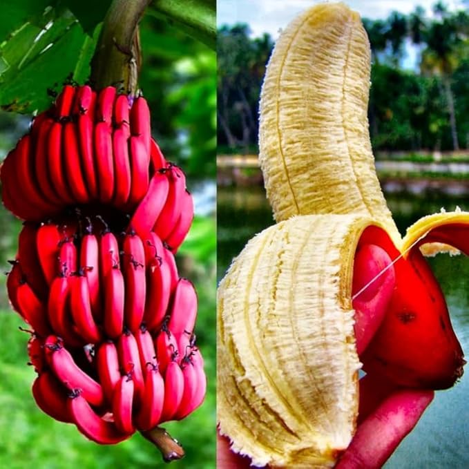 Red Banana Plant Live for Planting, Banana Trees Live Plants for Outdoor Indoor Planting, Cold Hardy, 4-7" in Tall, No Pot, Musa Plant