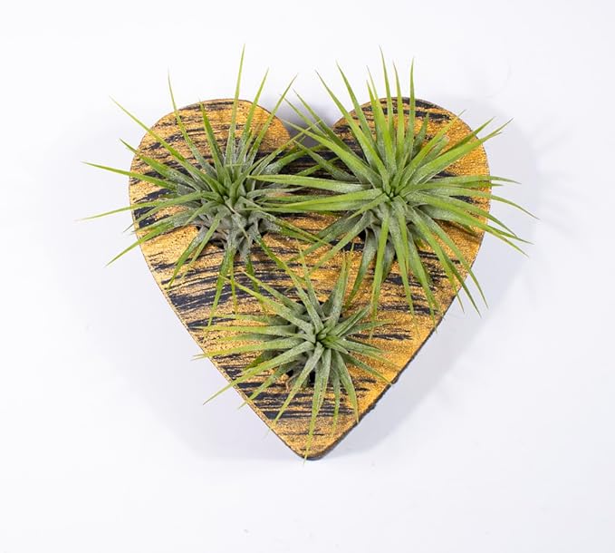 Air Plants - Tillandsia Ionantha - Organically Enhanced Color - Live Arrival Guaranteed - House Plants for Home Decor & Gift (Black Gold - Green)