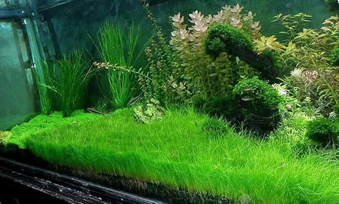 3 Pack Freshwater Aquarium Decor, Easy Growing Dwarf Carpet for Fish Tank/Terrarium, Natural Aquatic Plant Growth Material (Short Hair Grass)
