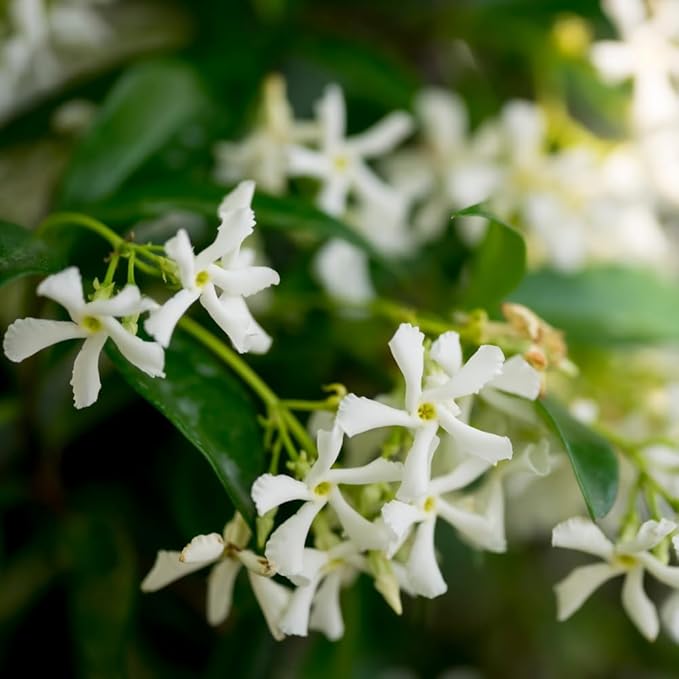 Jasmine Plant, Fragrant Jasmine Flower Vine 4-8 Inches Well Rooted for Container, Hanging Basket Growing (Star)
