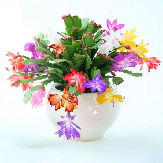 Thanksgiving Cactus Live Plant in 4" Pot, Holiday Christmas Cactus Plants Live, Winter Bloom, Indoor Planting, Ready to Blooms (Random)