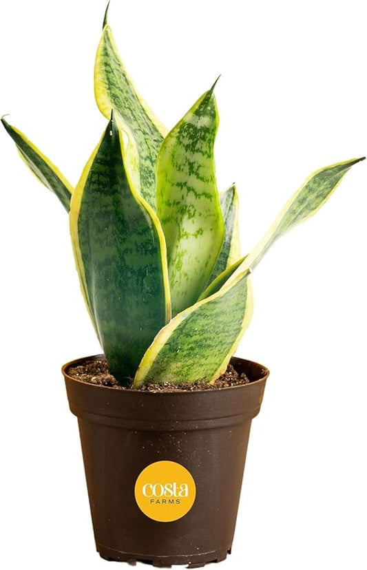 Costa Farms Snake Plant, Small Live Plant in Plastic Pot, Easy to Maintain, Air Purifying Succulent Indoor Houseplant Assorted Variety, Perfect for Home, Room, or Office Décor Gift, 8-12 Inches Tall
