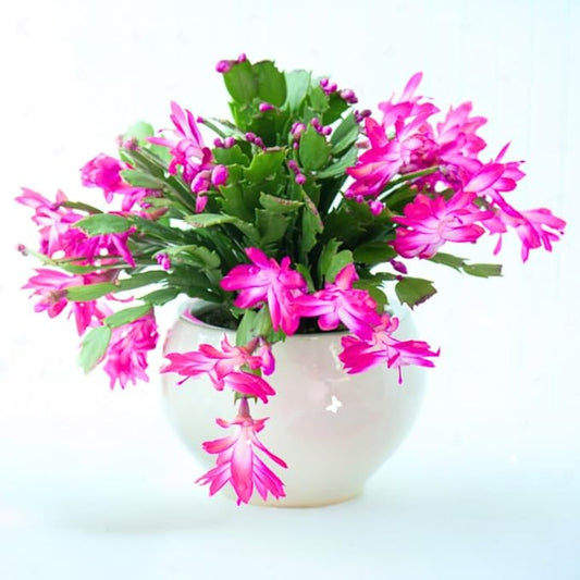 Thanksgiving Cactus Live Plant Ready to Bloom, Holiday Christmas Cactus Plants Live 5-8" Tall, No Pot, Winter Bloom, Indoor Planting, Ready to Blooms (Pink)